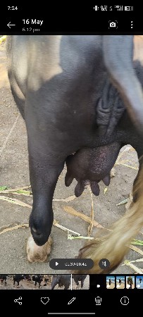 ભેંશ