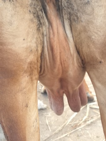 ગાય