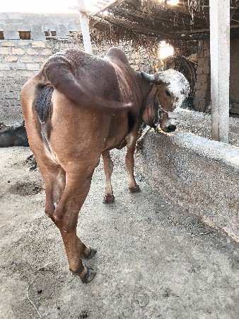 વેચવામાં