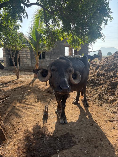 ભેંસ વેચવા ની છે