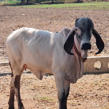 ગીર ગાય