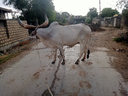 બળદ
