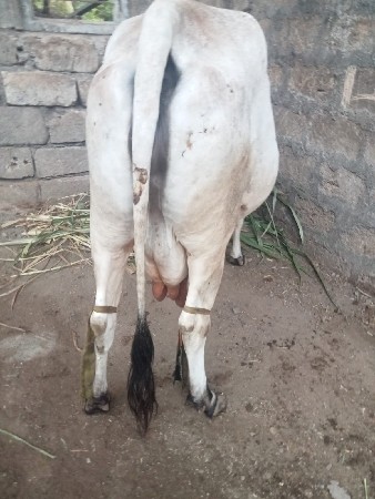 વેચવાની  ર. વેતર