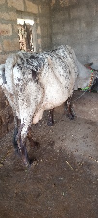 ગાય વેચવાની છે