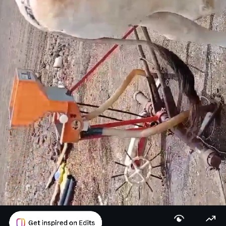 ઓરણી વેચવાની છે
