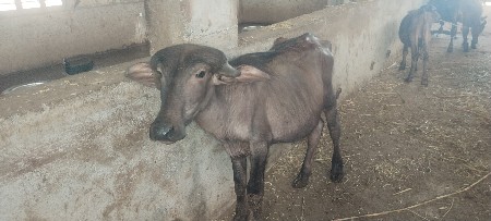 પાડો વેચવાનો છે