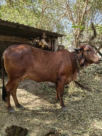વેચવાની છે