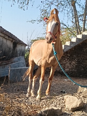 કાઠીયાવાડી ધોડી વેસવાની છે