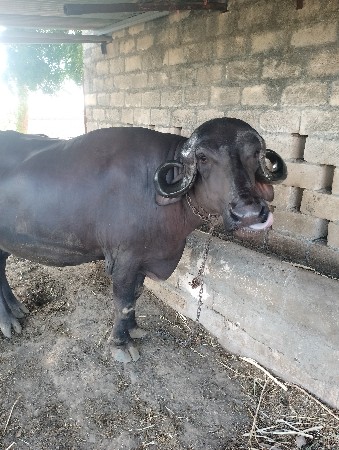 ભેંસ વેચવાની સે