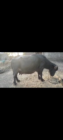 વેશવાનીશે ગાભણસે