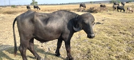પાડો વેચવાનો છે