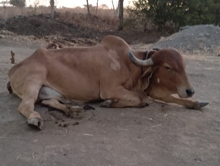 ગાય