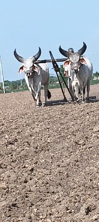ગોડલા