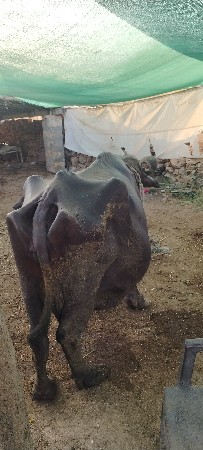 ભેંસ વેચવાની છે