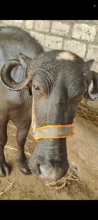 પહેલાં વેતર માં ખડેલી છે