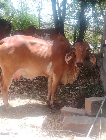પેલિયાત ગીર હોડકી વેચવાની છે