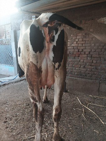 આ ગાય વેચવાની છે