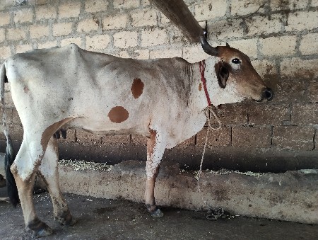 ગાય વેચવાની છે
