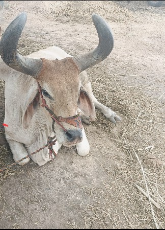 એક બળદ વેચવાનો છે ડાબી સાઈડ હાલે છે