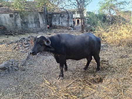 કીમત મા કય ફેર ફાર નય થાય