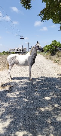 સંજાબ ઘોડી વેચવાની છે