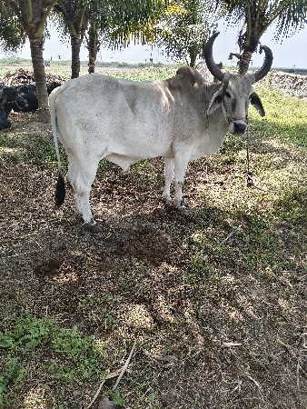 બળદ વેચવાનો છે