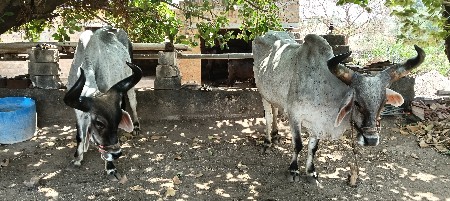 બળદ