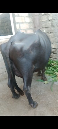 ચોથું વેતર