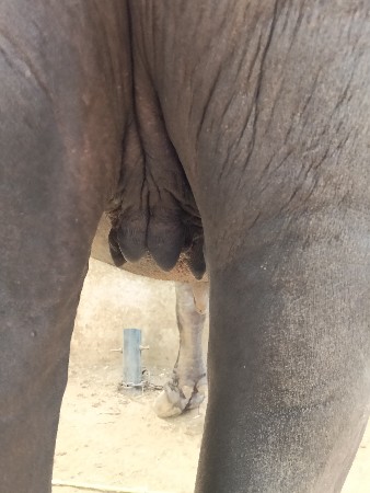 પેલું વેતર ખડાય