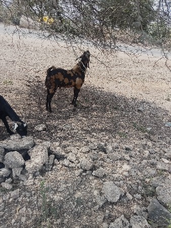 આ બોકડો વેચવાનો સે