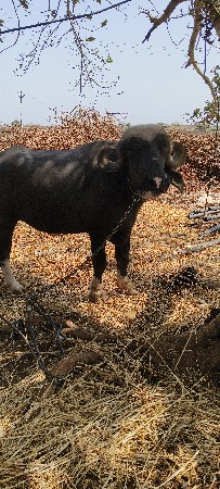 ખડાઈ વેચવાની છે