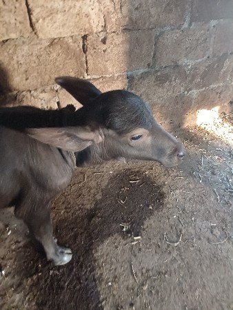 સિસોદિયા સાપરાજ ભાઈ નાનુભાઈ
