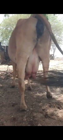 ગીર ગાય  છે
