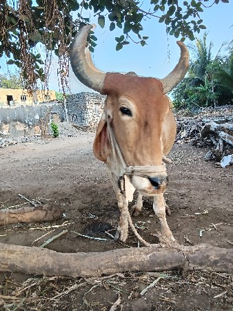 બળદ