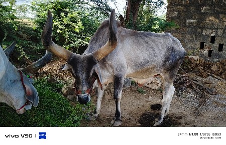 બળદ વેચવાનું છે
