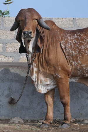 ગાય વેચવાની છે.