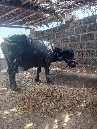 વેસવાની છે