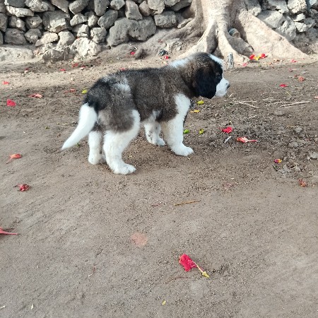 સેનબાનર મેલ