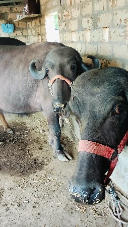 બે પેલવેતરી ખડેલી વેચવાની છે