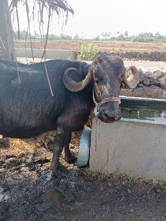 ભેંસ વેંચવાની છે.