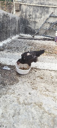 3 murghi ane 2 murgha vechvana c
