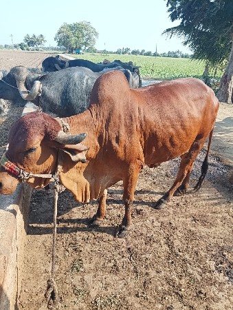 ઓડકી વેસ વા ની સે