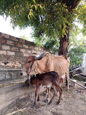 ગાય વેચવાની છે