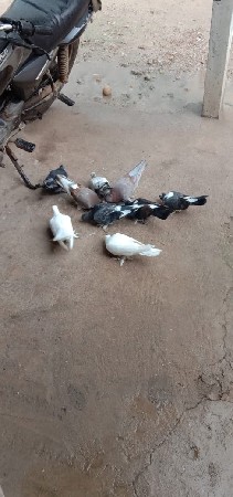 12કબુતર ભેગા વેચવા છે