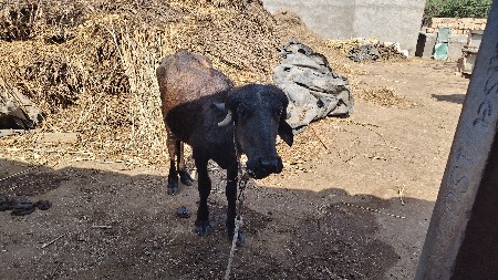 પાડી વેચવાની છે