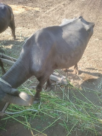 ભેંસ વેચવાની છે