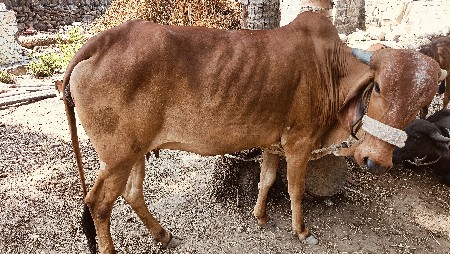 ગાય