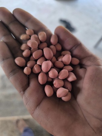 મગફળી નું બીજ વેચવાનું છે