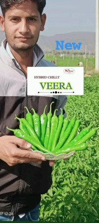 મરચી વેરાઈટી નું નામ છે વીરા