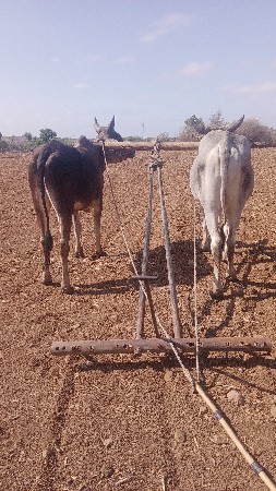 ચાર ચાર દાતે